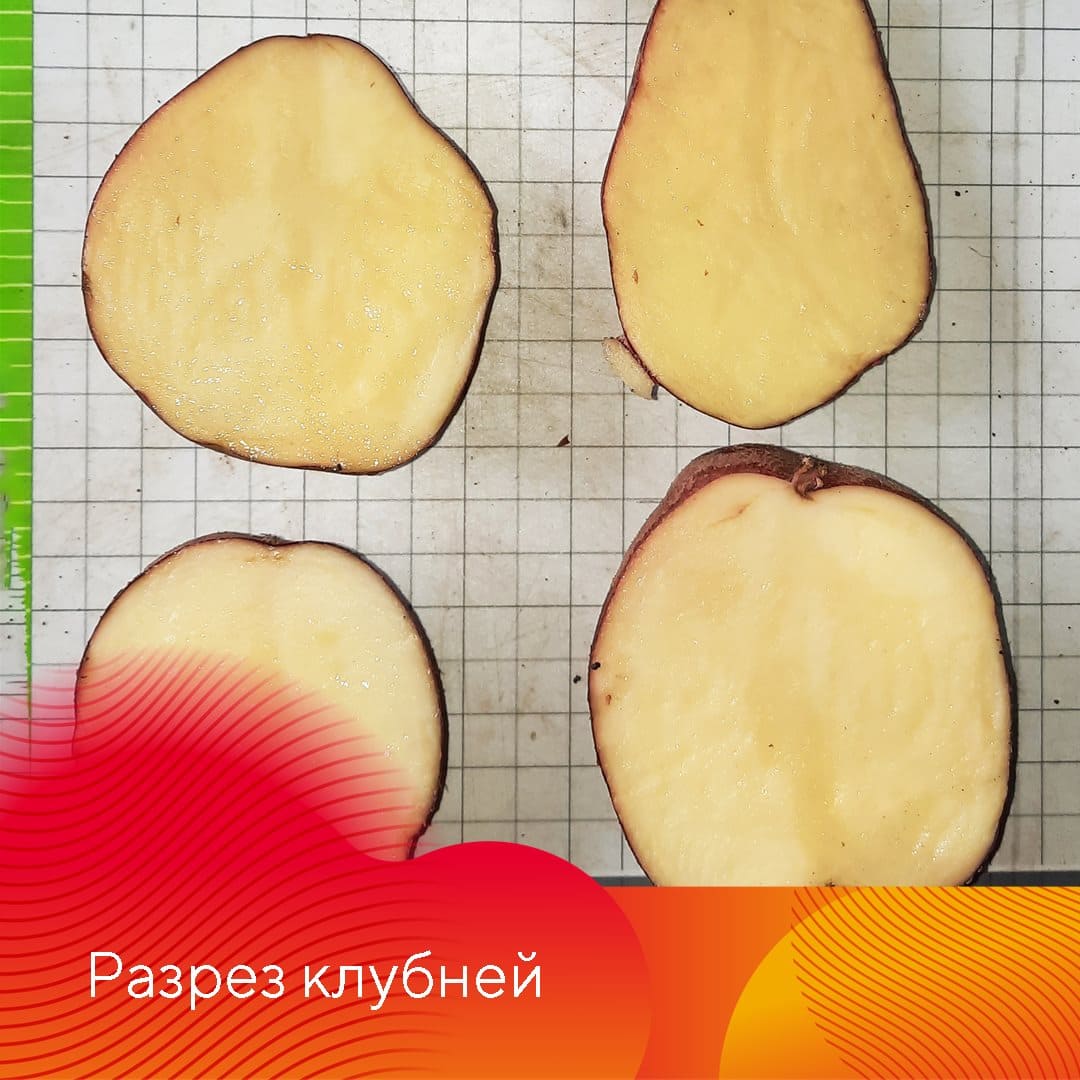 Новый десикант и гербицид Сахара®