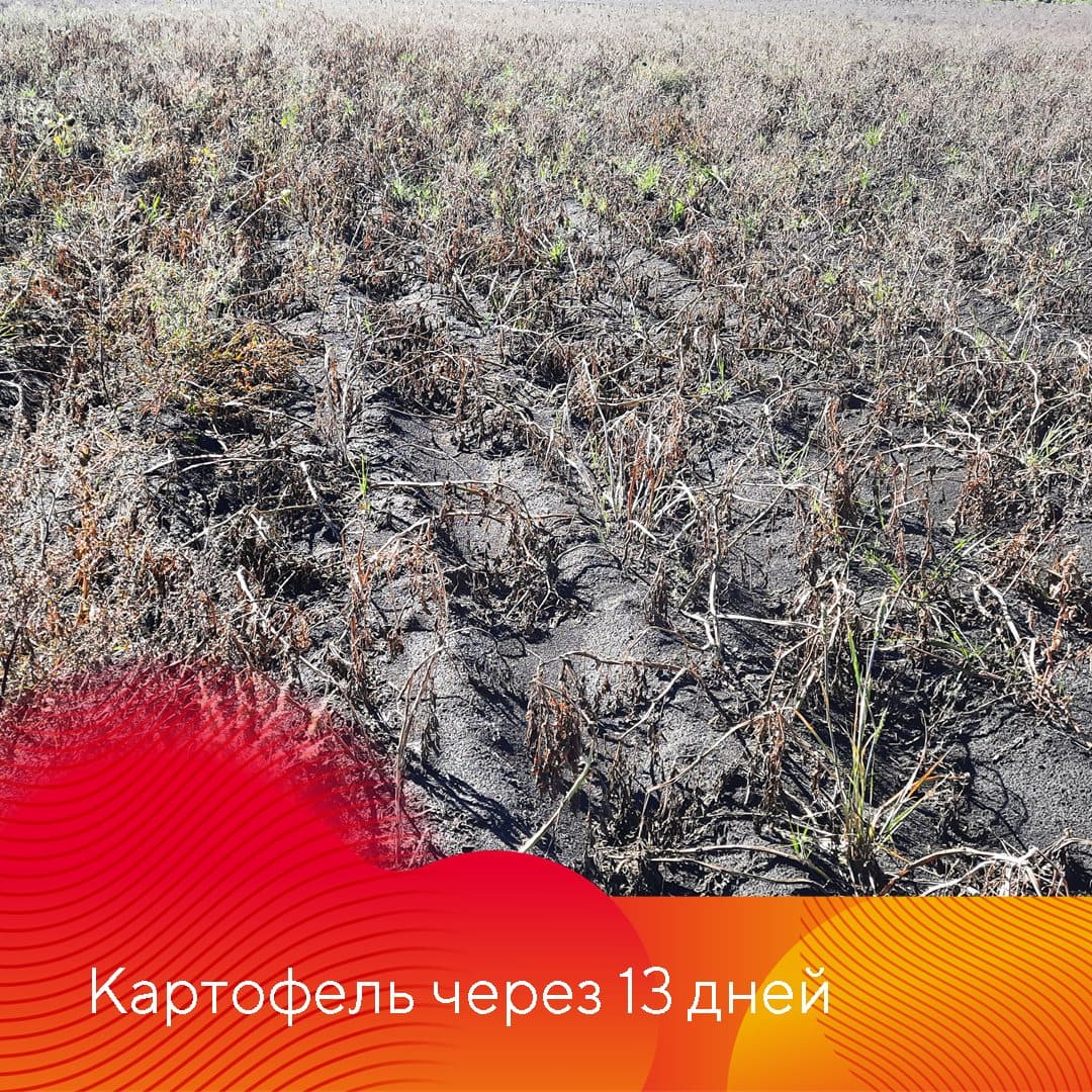 Новый десикант и гербицид Сахара®