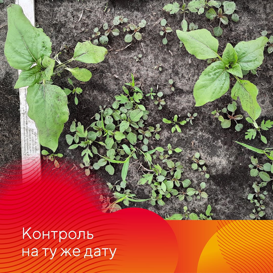 Зарегистрирован новый гербицид Питон