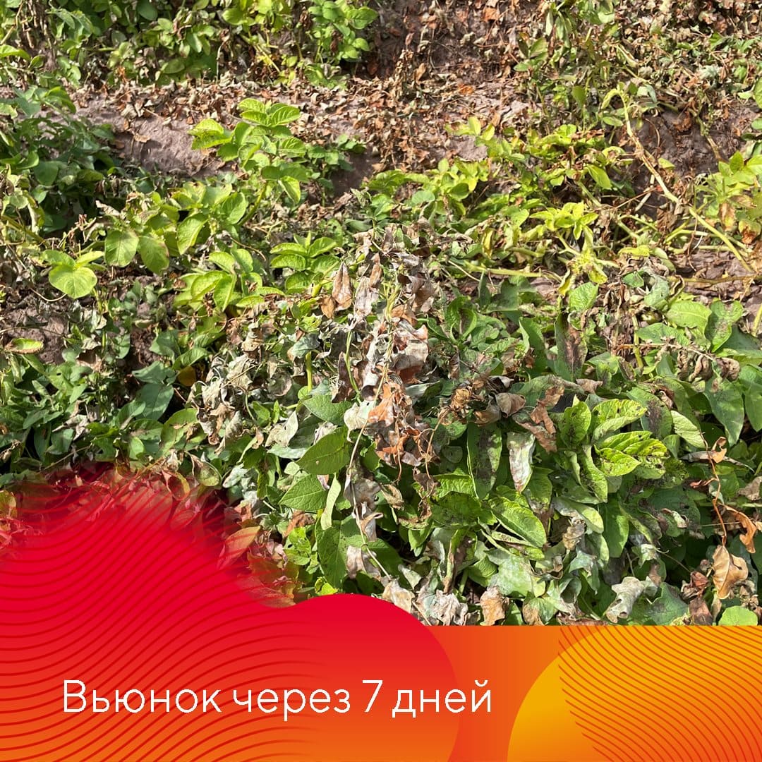 Новый десикант и гербицид Сахара®