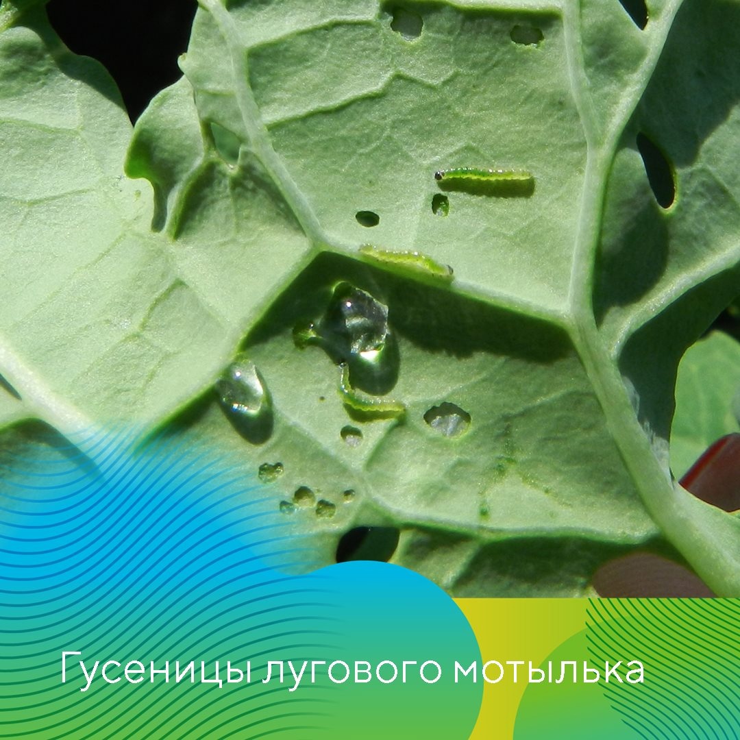 Чешуекрылые вредители