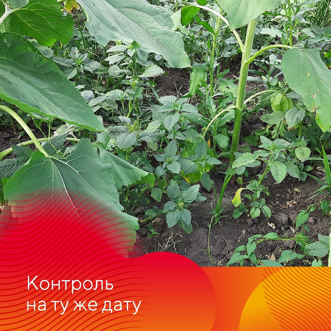 Зарегистрирован новый гербицид Питон