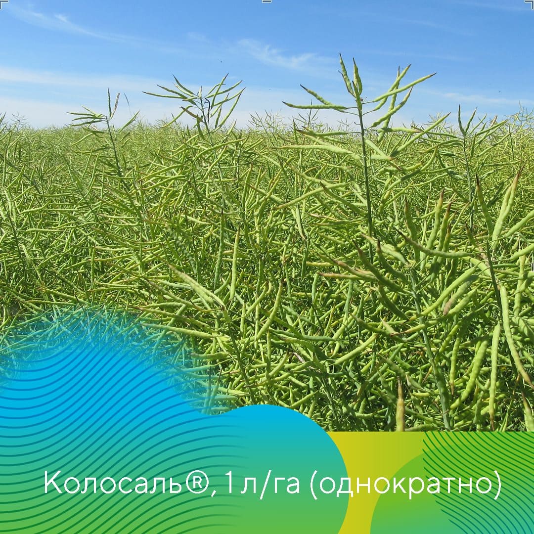 Фунгициды на рапсе май 2023