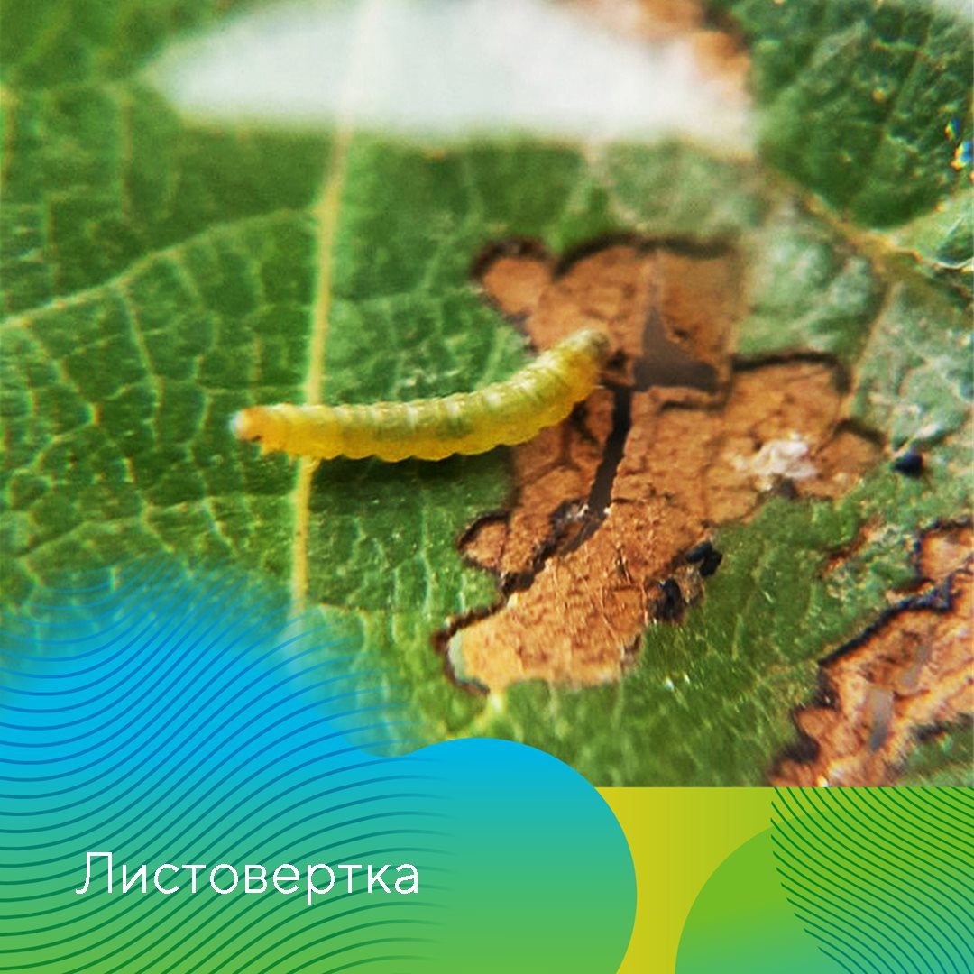 Ранневесенние обработки в садах 