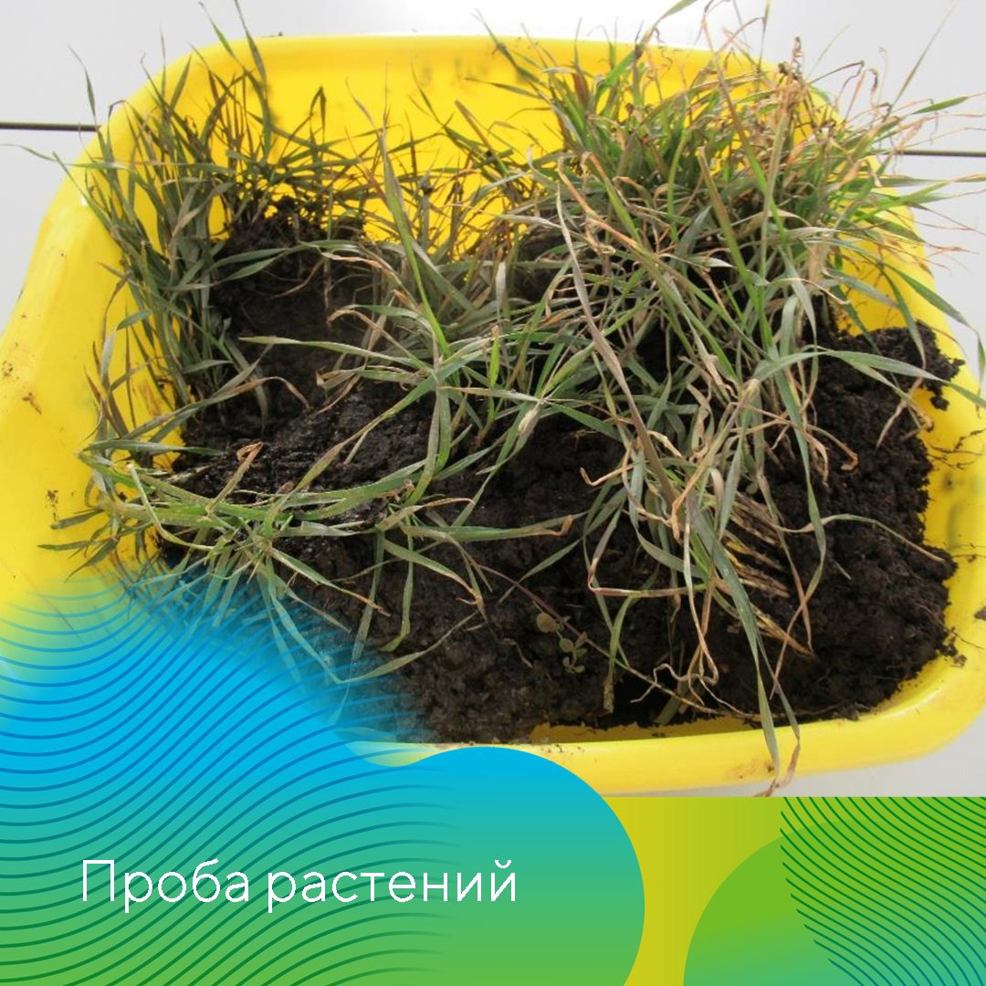 Озимые зерновые